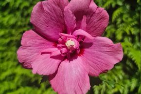 Hibiscus 'Flower Tower Ruby'