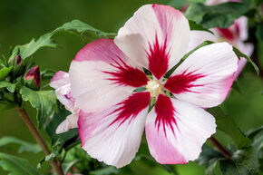 Hibiscus, guimauve 'Hamabo'