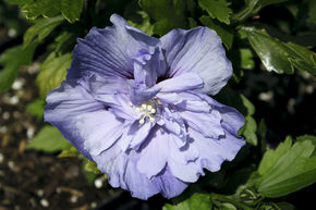 Hibiscus, guimauve 'Blue Chiffon�'