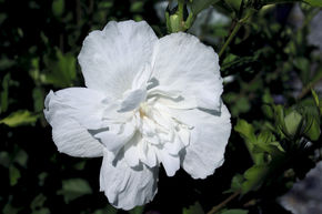 Hibiscus 'White Chiffon�'