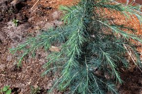 C�dre de l'Himalaya 'Blue Globe'