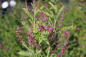 Indigo de l'Himalaya
