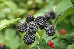 Framboisier Black Jewel