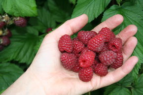 Framboisier Lubera� 'Sanibelle'