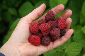 Framboisier 'Willamette'
