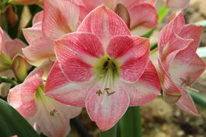 Amaryllis 'Cherry Bloss�'