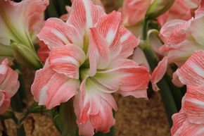 Amaryllis 'Giant Amadeus�'