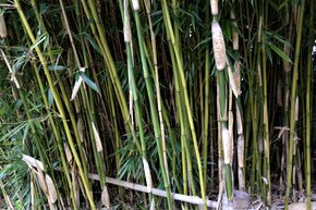 Bambou non-tra�ant de haute haie 'Campbell'