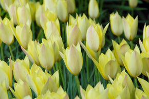 Tulipe sauvage 'Honky Tonk'