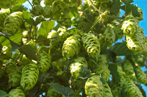 Plant de houblon 'Merkur'