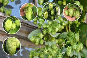 Kit d'autonomie 'Jardin de houblon'