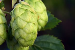 Plant de houblon 'Hallertauer mittelfr�h'