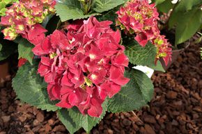 Hortensia, Hortensia boule 'Royal Red�'