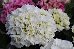 Hortensia, Hortensia paysan 'Schneeball�'