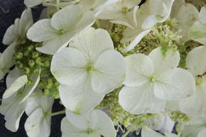 Hortensia � feuilles de ch�ne 'Ice Crystal'