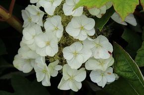 Hortensia, Hortensia � feuilles de ch�ne 'Munchkin'