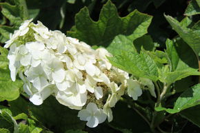 Hortensia, Hortensia � feuilles de ch�ne 'Ruby Slippers'