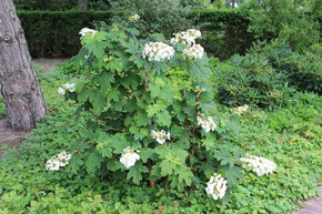 Hortensia, Hortensia � feuilles de ch�ne