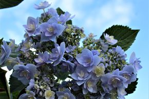 Hortensia, Hydrangea � fleurs doubles You & Me 'Forever�'