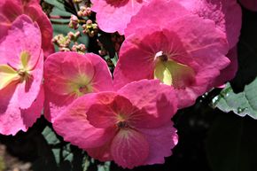 Hortensia, Hortensia de jardin de petite taille 'Cotton Candy�'