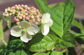 Hortensia, Hortensia � petites fleurs 'Bluebird'