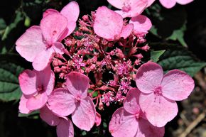 Hortensia, Hortensia � petites fleurs 'Koreana'