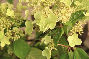 Hortensia, Hortensia en grappes 'Kyushu'