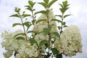Hortensia, hortensia panicul� 'Bobo'� - plante XXL