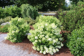 Hortensia, Hortensia en grappes 'Bobo�'
