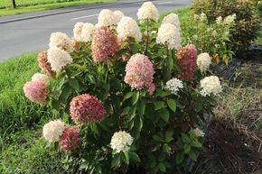 Hortensia, Hortensia en grappes Midi-Hydrangeasy� 'Cham�leon�'