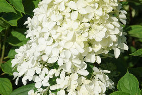 Hortensia, Hortensia en grappes Maxi-Hydrangeasy� 'S�ntis�'