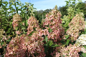 Hortensia, Hortensia en grappes Mini-Hydrangeasy� 'Shabby Chic�'