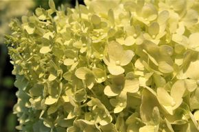 Hortensia panicul� 'Limelight' - plante XXL