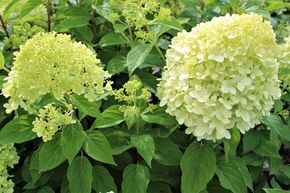 Hortensia en grappes 'Limelight'