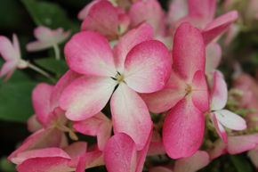 Hortensia panicul� 'Pinky Winky' - plante XXL