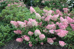 Hortensia en grappes 'Vanille Fraise'