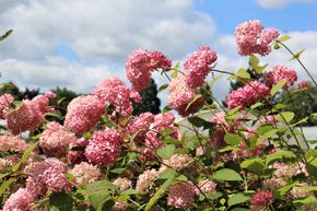 Hortensia 'Pink Annabelle�'