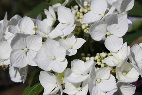 Hortensia, Hortensia � fleur 'Libelle'