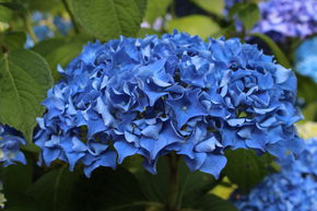Hortensia, Hortensia paysan bleu