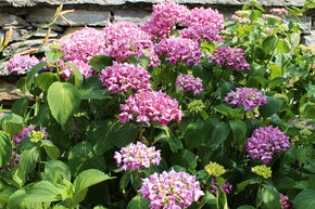 Hortensia, Hortensia paysan rouge