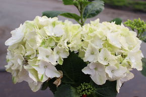 Hortensia, Hortensia paysan blanc