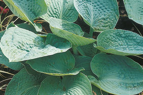 Hosta de Siebold 'Big Daddy'