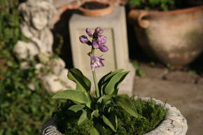 Hosta 'Blue Mouse Ears'