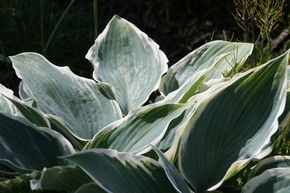 Hosta 'El Nino'