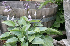 Hosta 'Halcyon', Hosta bleu