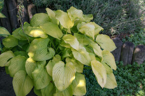 Hosta des prairies jaune 'Gold Standard'