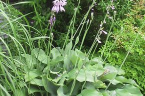 Hosta 'Krossa Regal'
