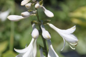 Hosta de Siebold