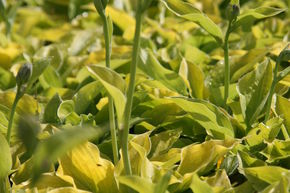 Hosta de Siebold 'August Moon'