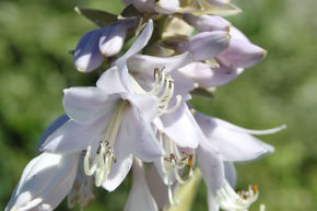 Hosta de Siebold 'Blue Angel'